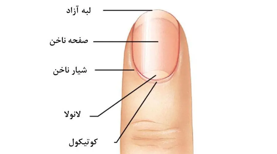 ناخن چیست